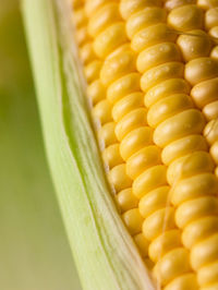 Close-up of corn