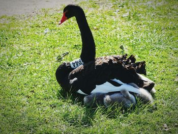 Swan on field