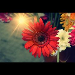 Close-up of red flower