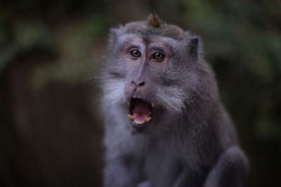 Close-up portrait of monkey