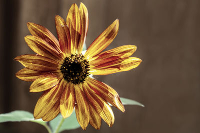 Close-up of yellow flower