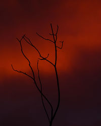 Low angle view of bare tree against orange sky