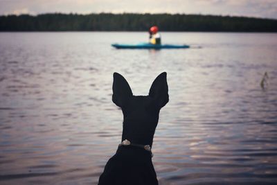 Black dog against river at dusk