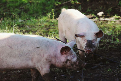 Pigs on a field