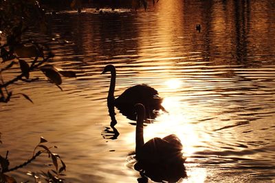 Silhouette of swan swimming in lake