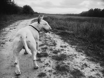 View of dog on field