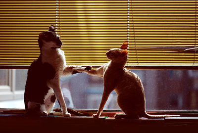 Two cats sitting on window