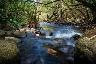 Stream amidst trees in forest