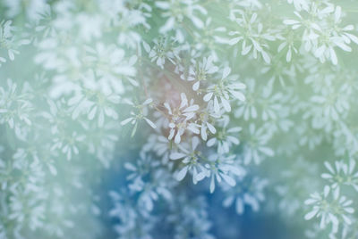 Close-up of flowers