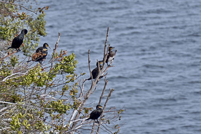 Bird perching on a tree