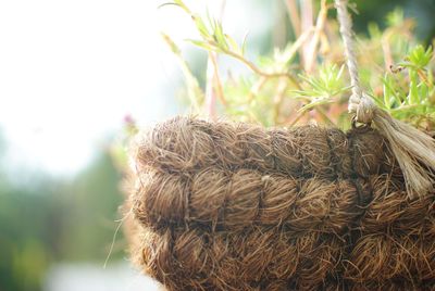 Close-up of tree trunk