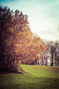 Trees on field against sky