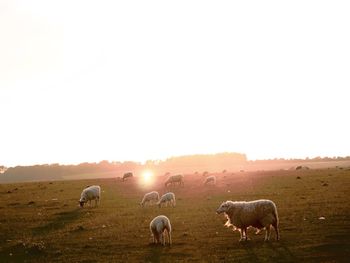 Cows grazing on field against clear sky