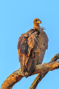 Low angle view of eagle perching on branch against sky