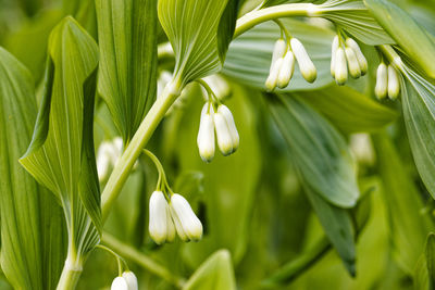 Close-up of white flowering plant