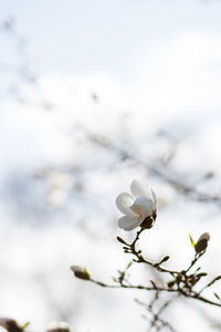 Close-up of white cherry blossom plant