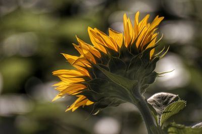 Close-up of sunflower on plant