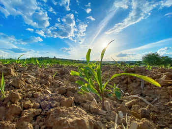 Plants growing on field against sky