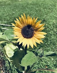 Close-up of sunflower