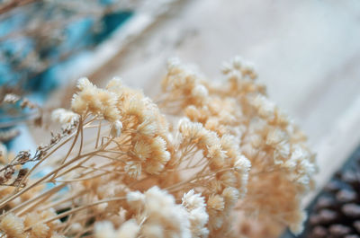 Close-up of wilted flower plant