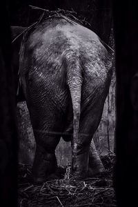 Elephant standing outdoors