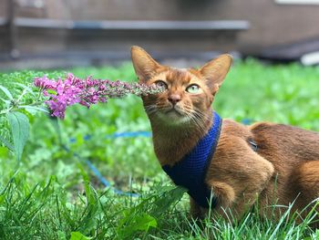 Full length of a cat on field