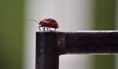 Close-up of ladybug on wood