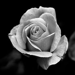 Close-up of rose against black background