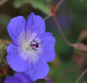 flowering plant