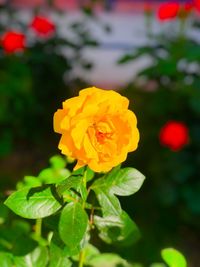 Close-up of yellow rose