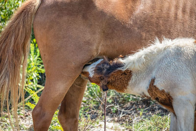 View of an animal on land