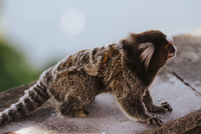 Marmoset relaxing on retaining wall