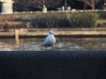 Seagull perching on retaining wall