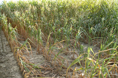 High angle view of crops growing on field