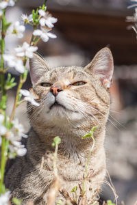 Portrait of an adorable tabby mix breed cat with cherry blossoms