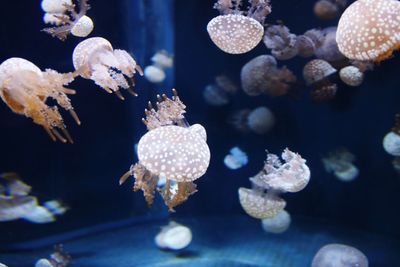 Close-up of jellyfish in sea