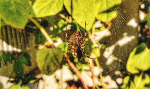 Close-up of spider on web