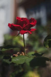 Close-up of red rose