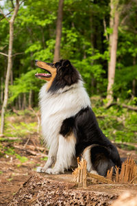 View of a dog looking away