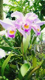 Close-up of flowers blooming outdoors