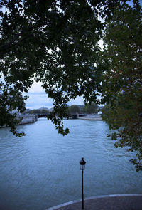 Trees in a river