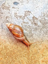 High angle view of snail on land