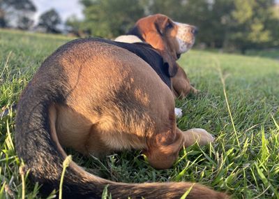 View of a dog resting on field