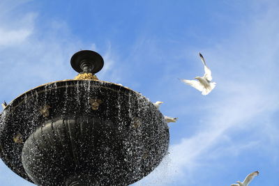 Low angle view of seagull flying against sky