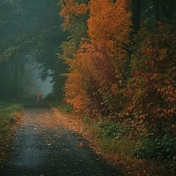 Road along trees in park