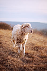 Sheep on field