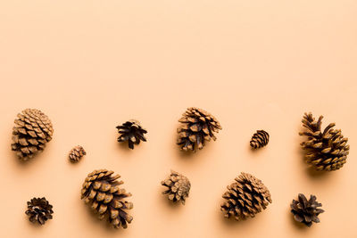 Directly above shot of pine cone against coral background