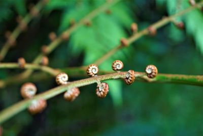 Close-up of buds on twig