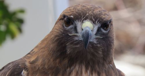 Close-up portrait of a bird