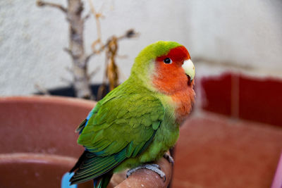 Close-up of parrot perching